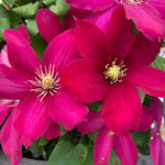  Clematis Issey™ Boulevard®