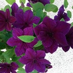  Clematis Ravel™ Boulevard®