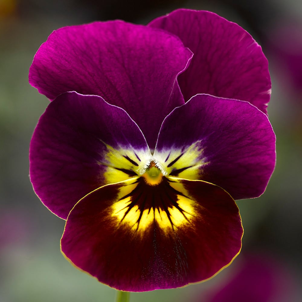 Viola cornuta Penny™ 'Violet Tiger Face'