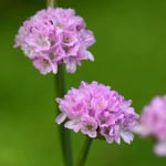 Early Blooming Perennials