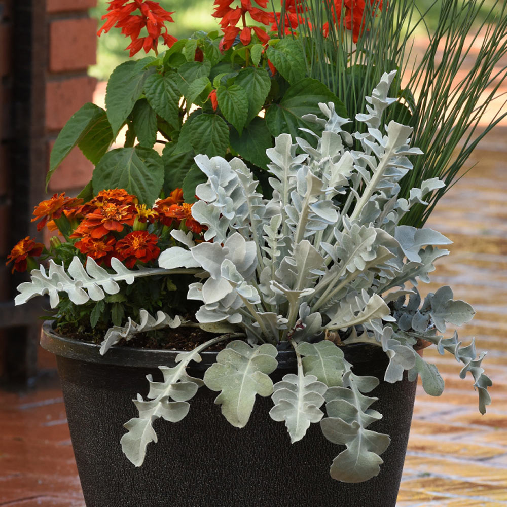 Centaurea ragusina Silver Swirl | White Flower Farm
