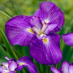  Iris ensata 'Pleasant Journey'