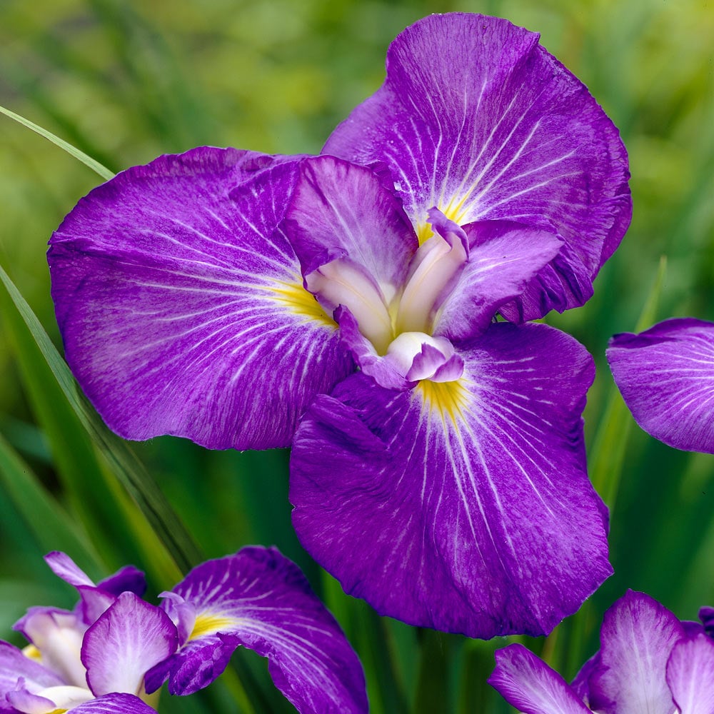 Iris ensata 'Pleasant Journey'