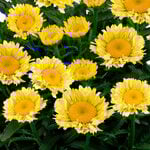  Leucanthemum x superbum Sweet Daisy® 'Izabel'