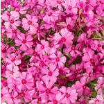  Phlox subulata GoldiPhlox™ Cherry