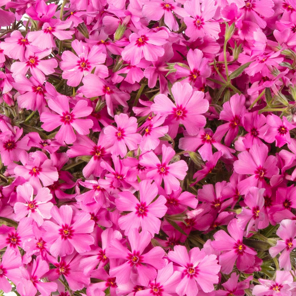 Phlox subulata GoldiPhlox™ Cherry