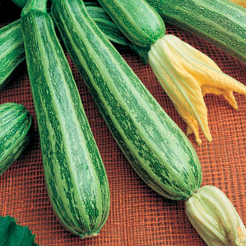 Squash 'Cocozelle'