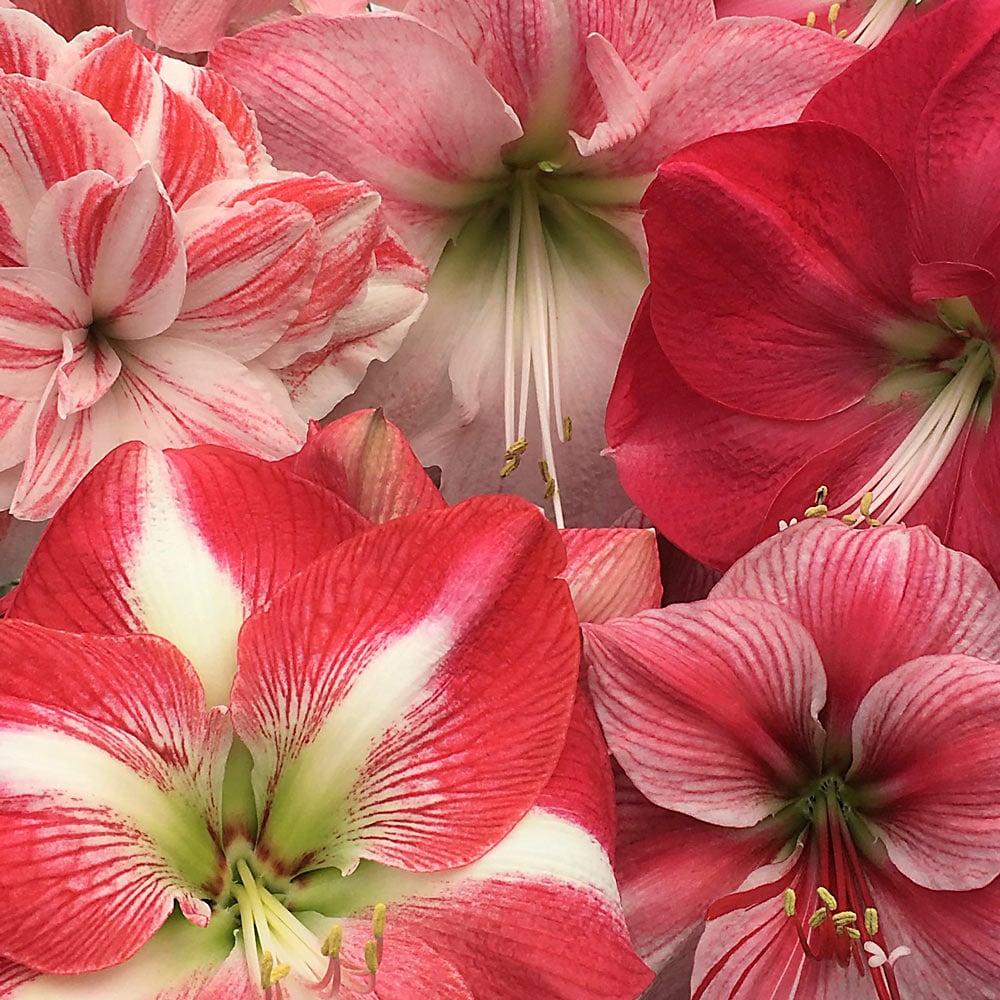 Amaryllis Candyland Pink Trio