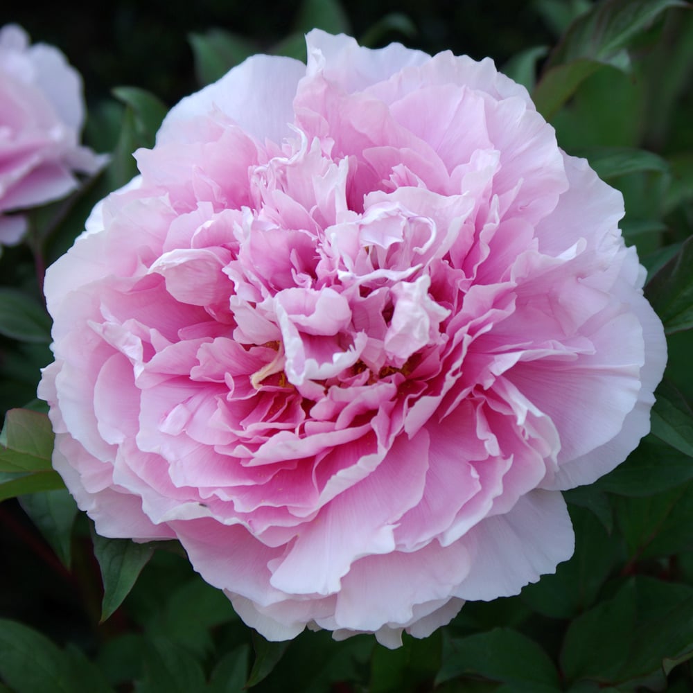 Paeonia suffruticosa 'Asuka' - Tree Peony