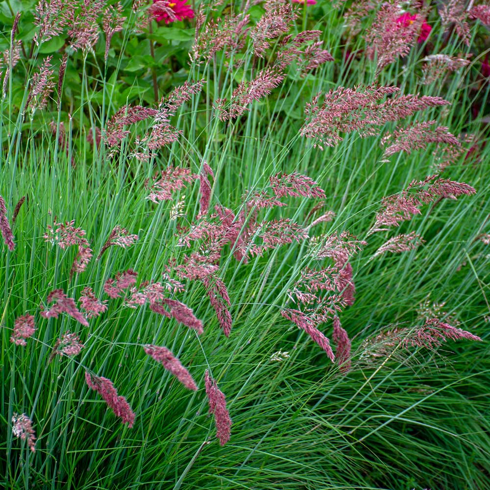 Melinis nerviglumis 'Savannah' | White Flower Farm