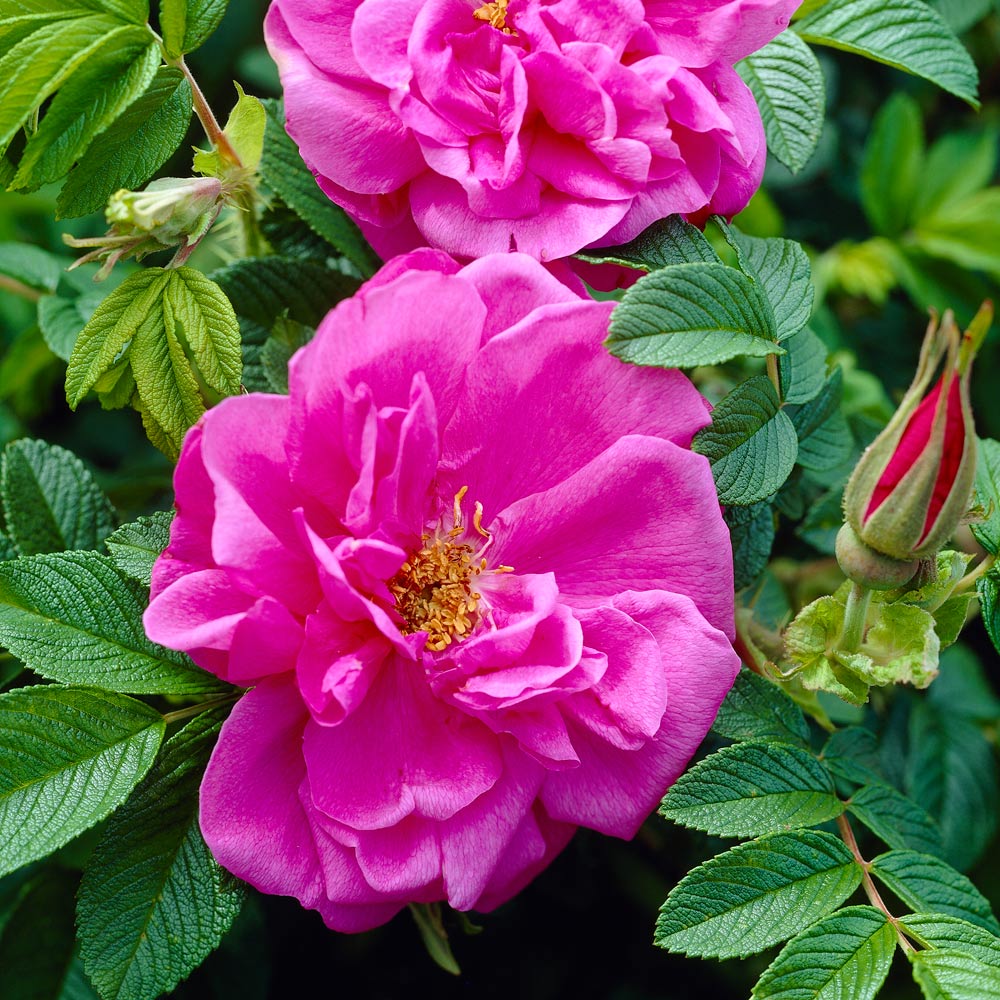 Rose 'Hansa'