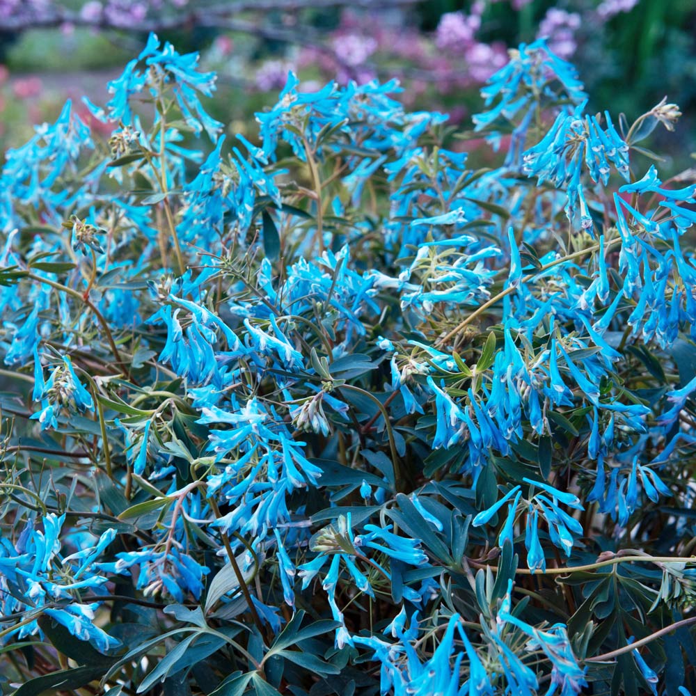 Corydalis flexuosa Hillier™ 'Porcelain Blue'