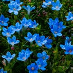  Lithodora diffusa Tidepool™ 'Sky Blue'