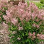  Syringa patula Dream Cloud™