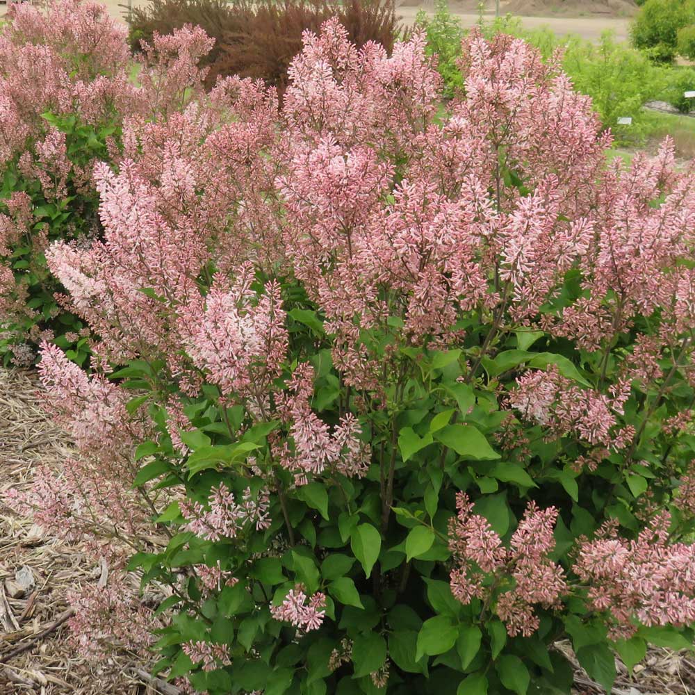 Syringa patula Dream Cloud™