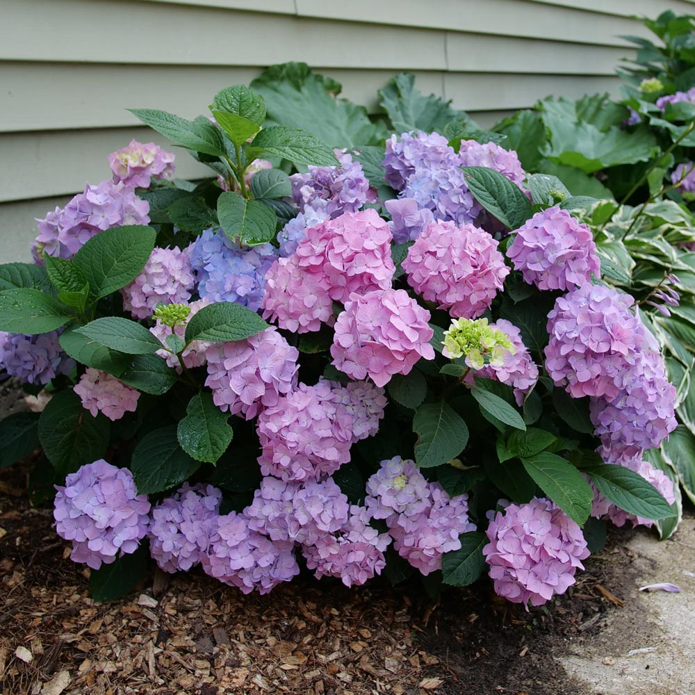 Hydrangea Let's Dance Sky View® | White Flower Farm