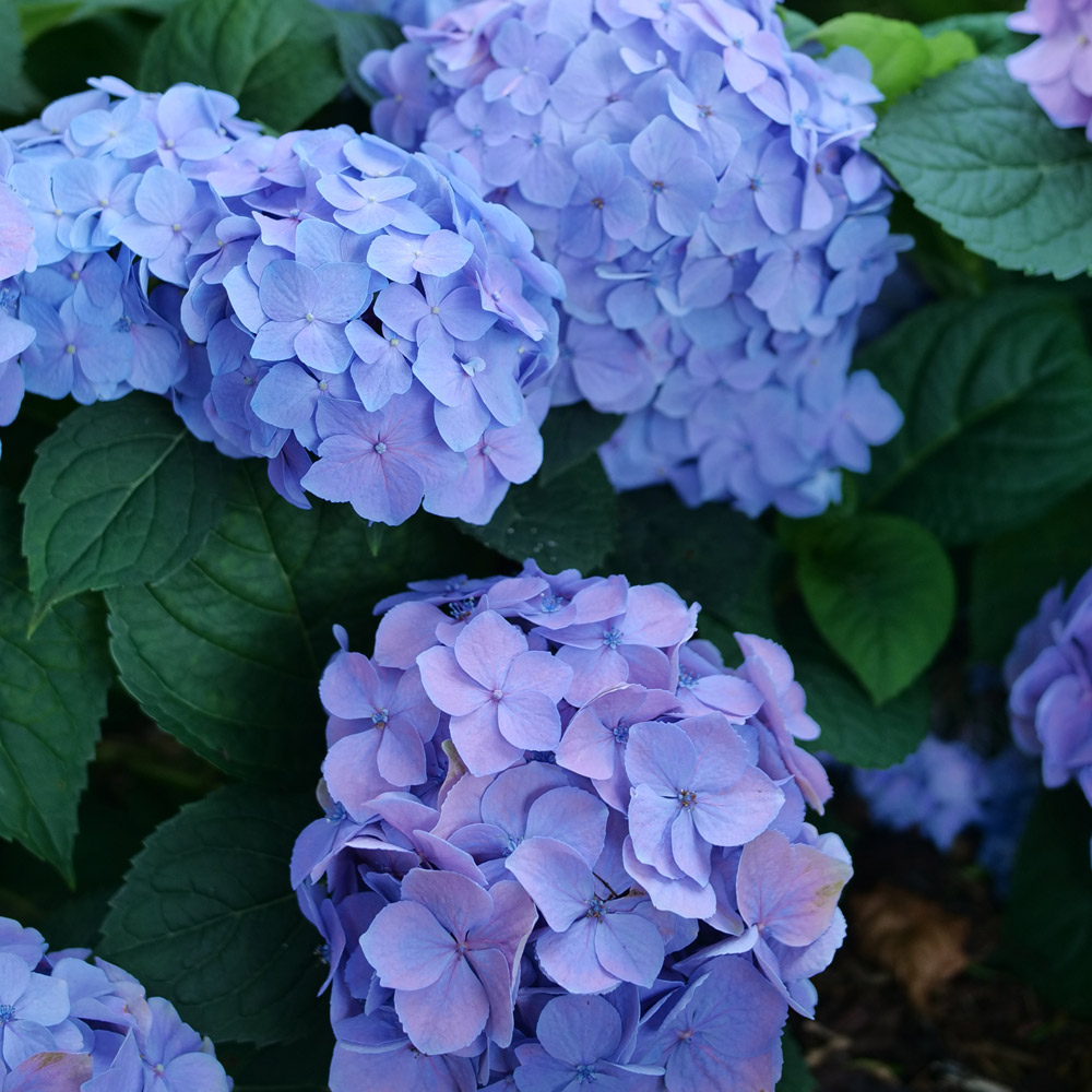 Hydrangea Let's Dance Sky View® White Flower Farm