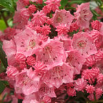  Kalmia latifolia 'Pink Charm'