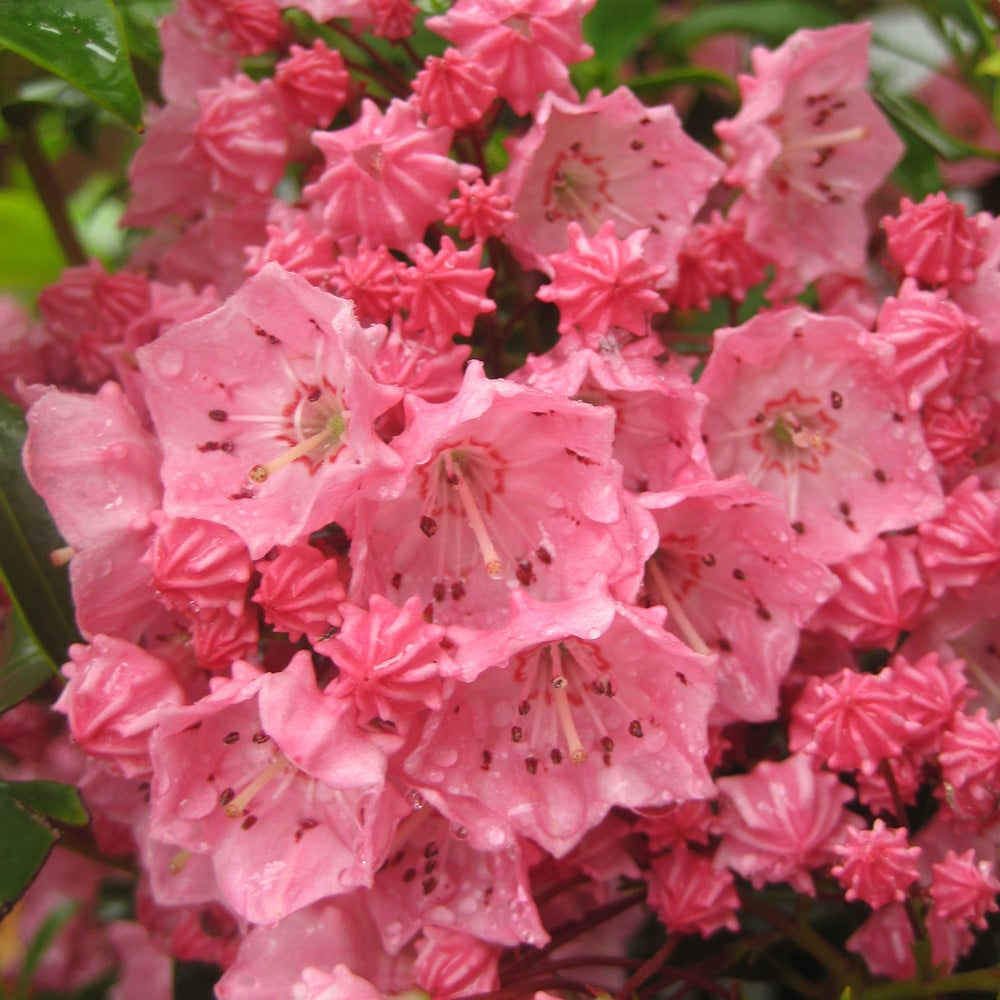 Kalmia latifolia 'Pink Charm'