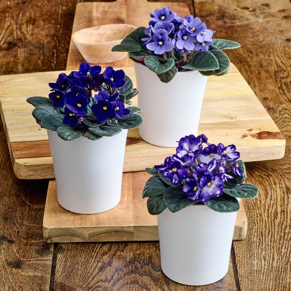 Blue African Violet Trio 