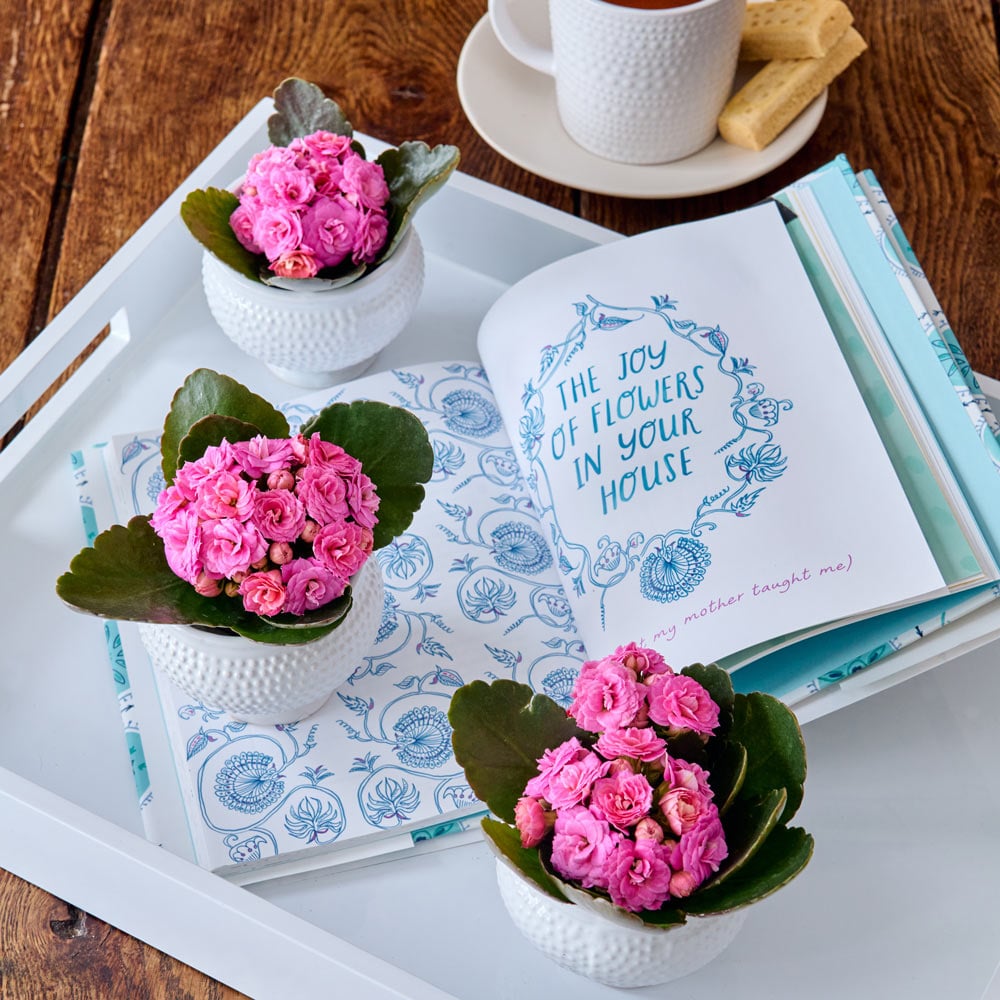 Pretty in Pink Kalanchoe Trio