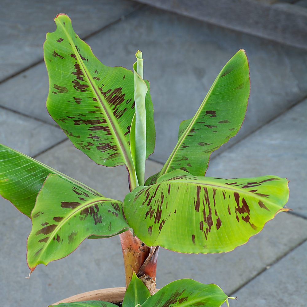 Musa acuminata ‘Tropicana’ - Dwarf Ornamental Banana