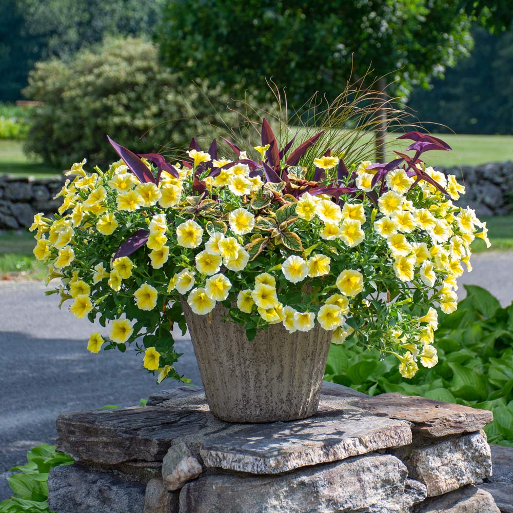 Brimming With Sunshine Container Garden 