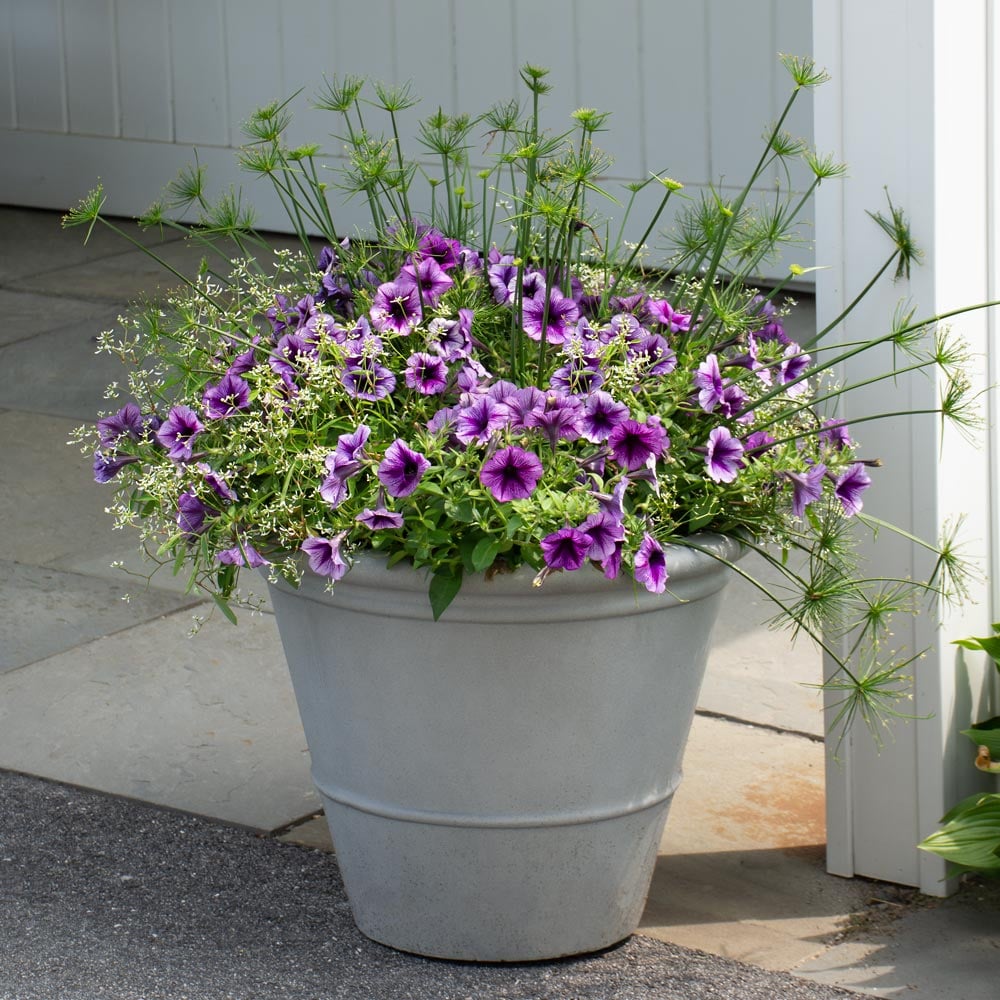 Egyptian Amethyst Container Garden