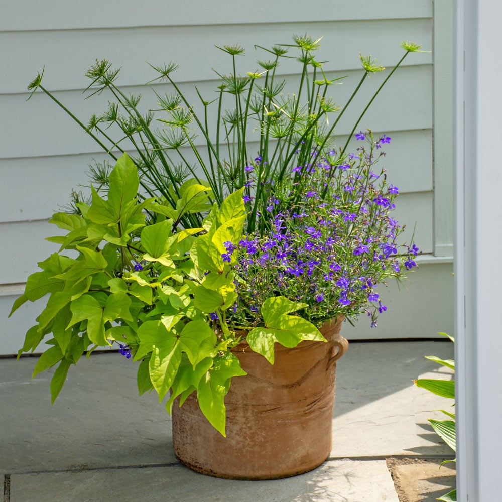 Pharaoh’s Crown Container Garden