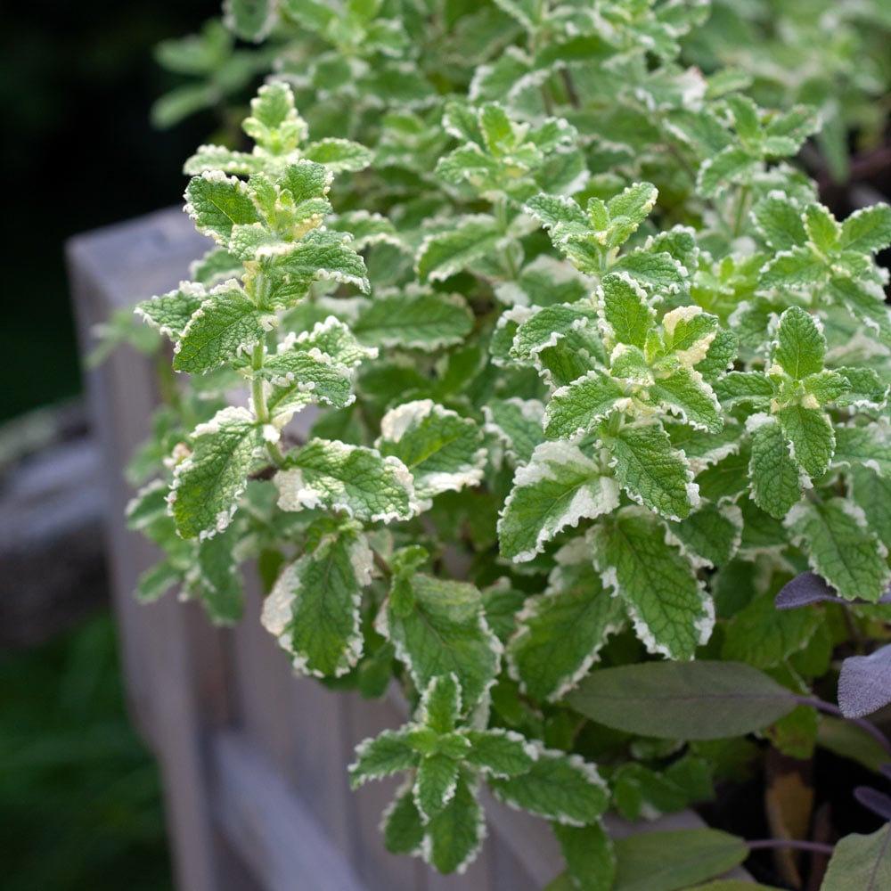 Pineapple Mint 