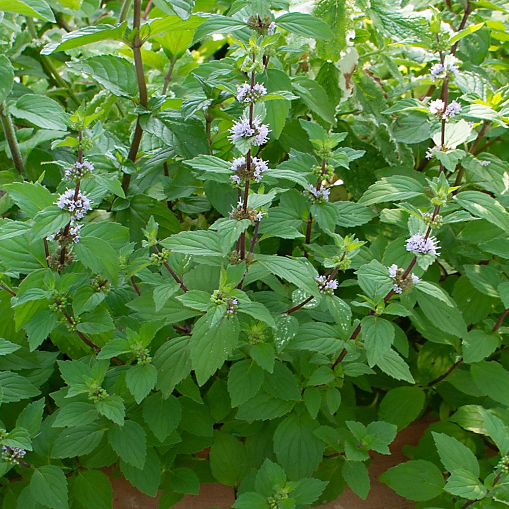 Mint 'Hillary's Sweet Lemon'