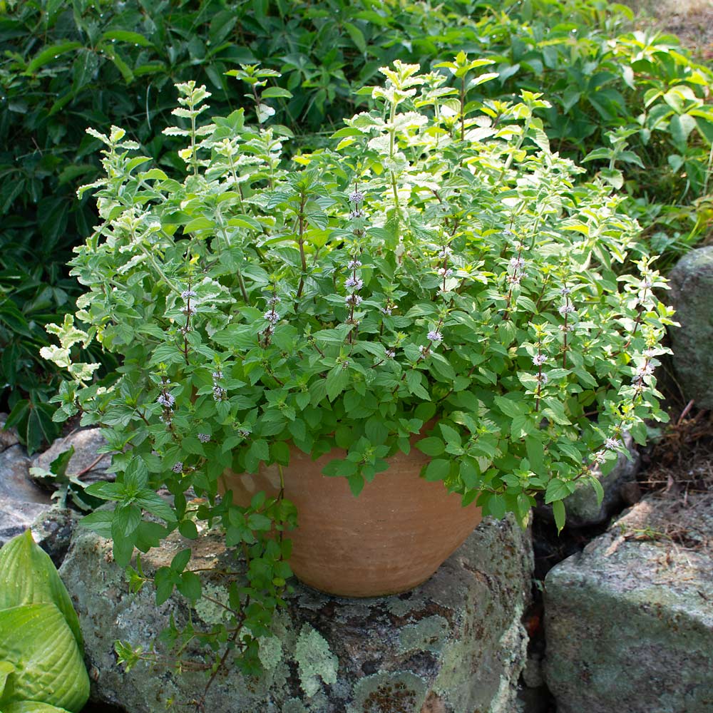 Fresh Mints Container Garden