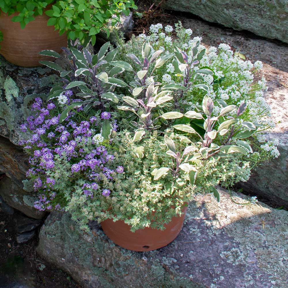 Thyme With Friends Container Garden