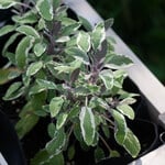  Sage 'Tricolor'