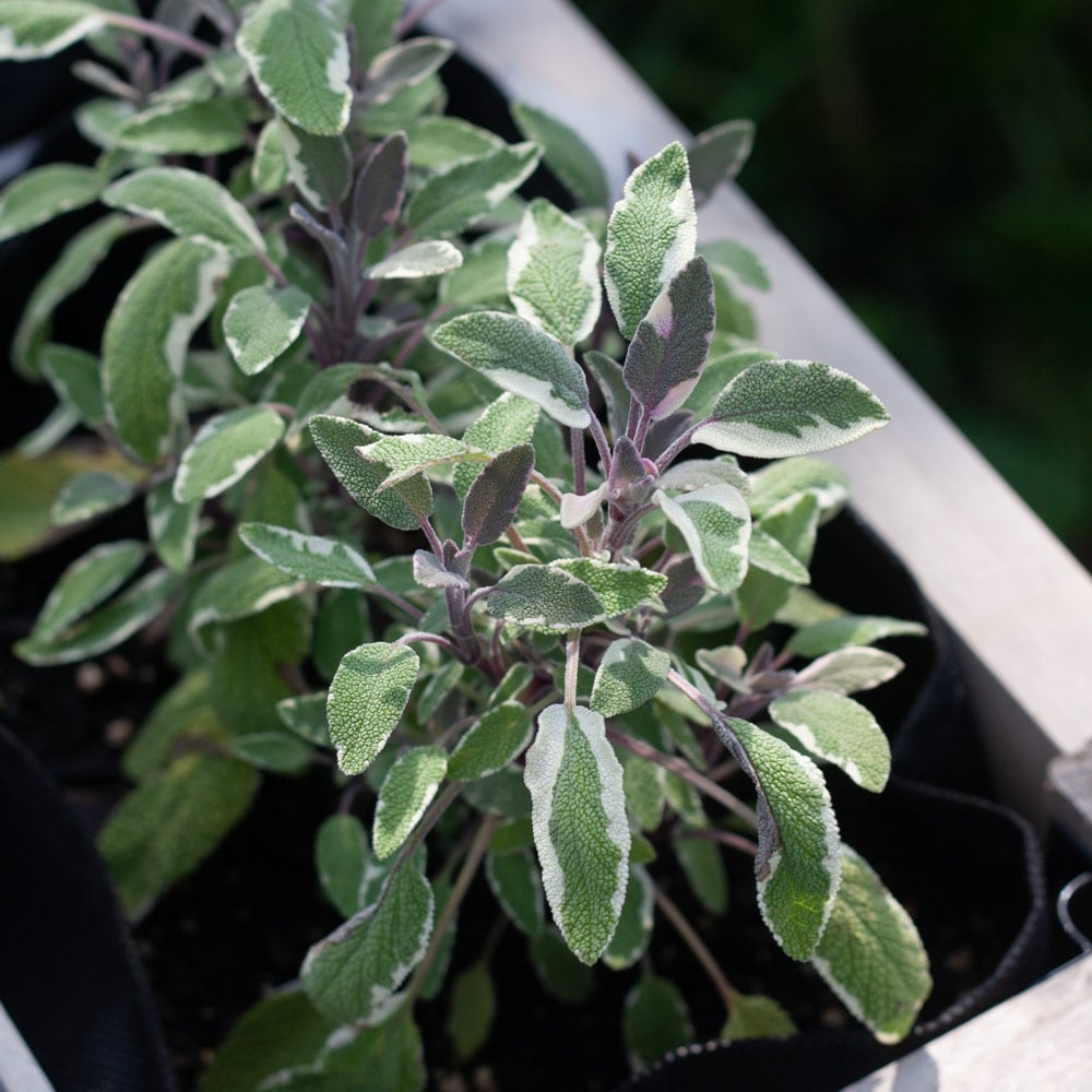 Sage 'Tricolor'