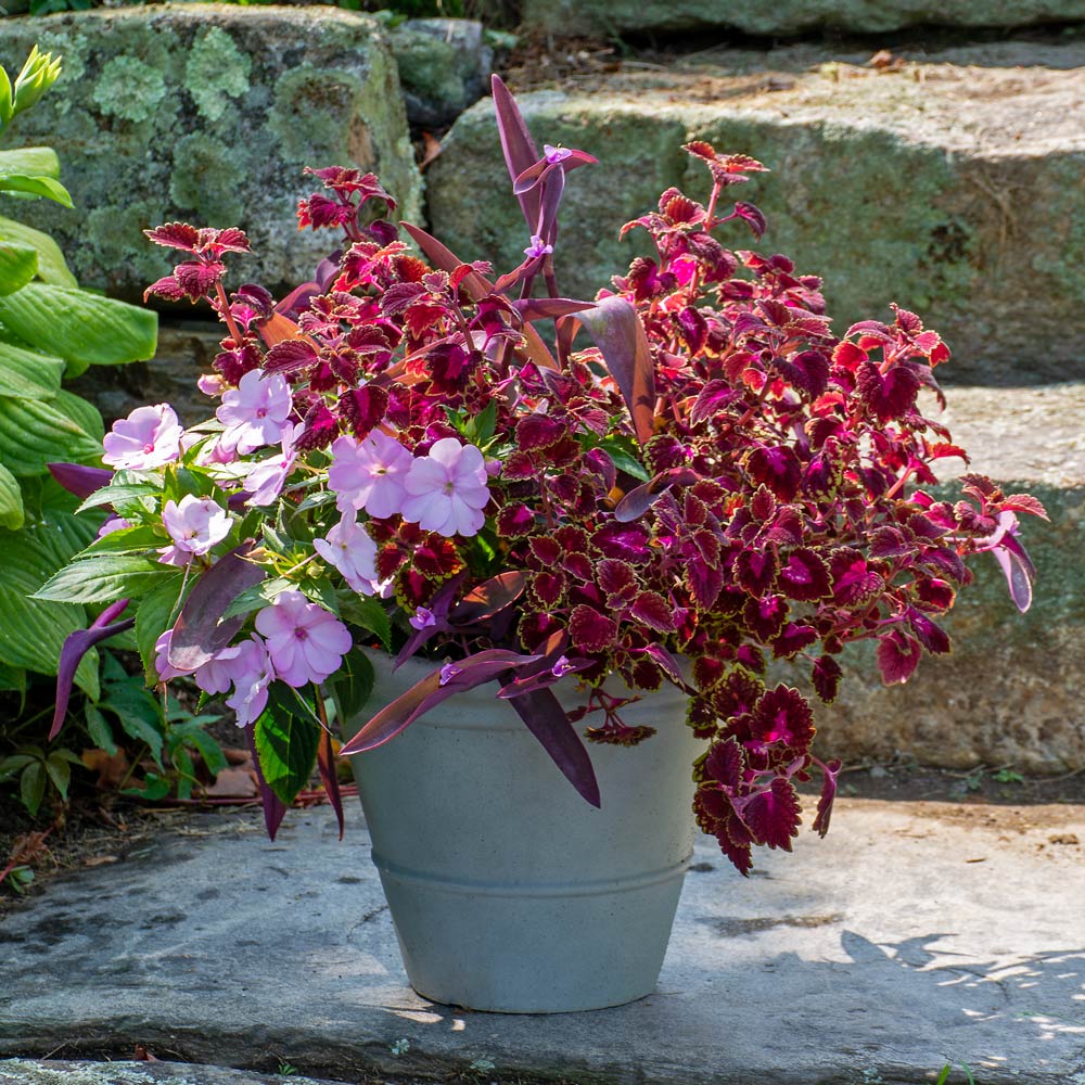 Lavender Lights Container Garden