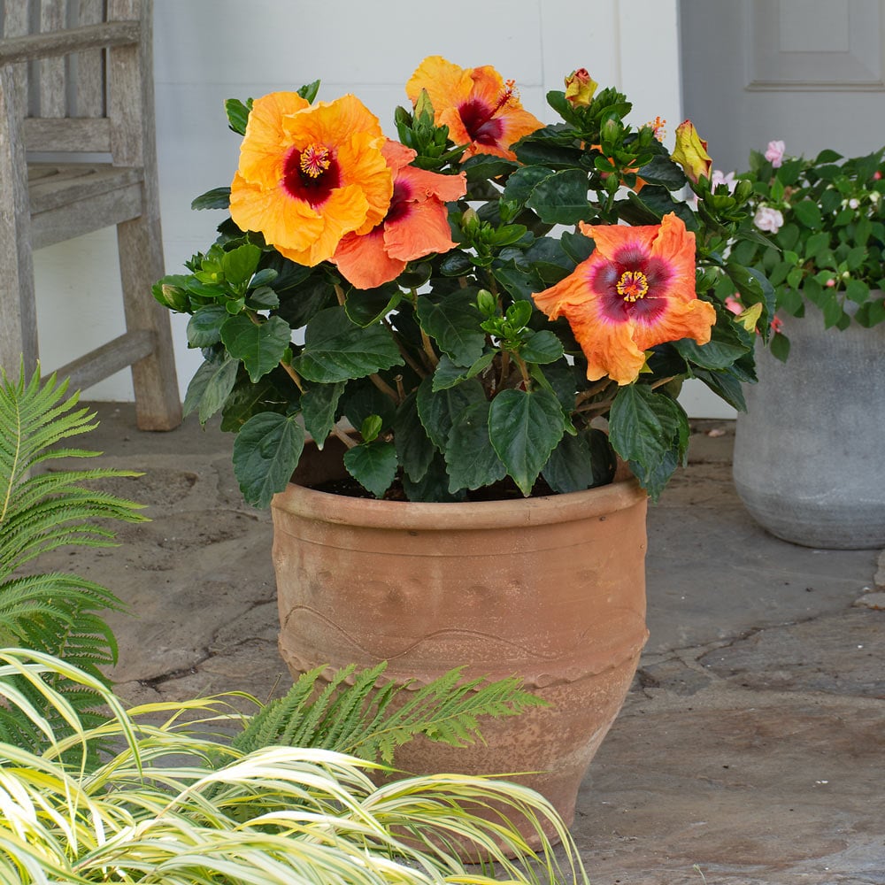 Tropical Hibiscus Hollywood® Disco Diva™, plant only