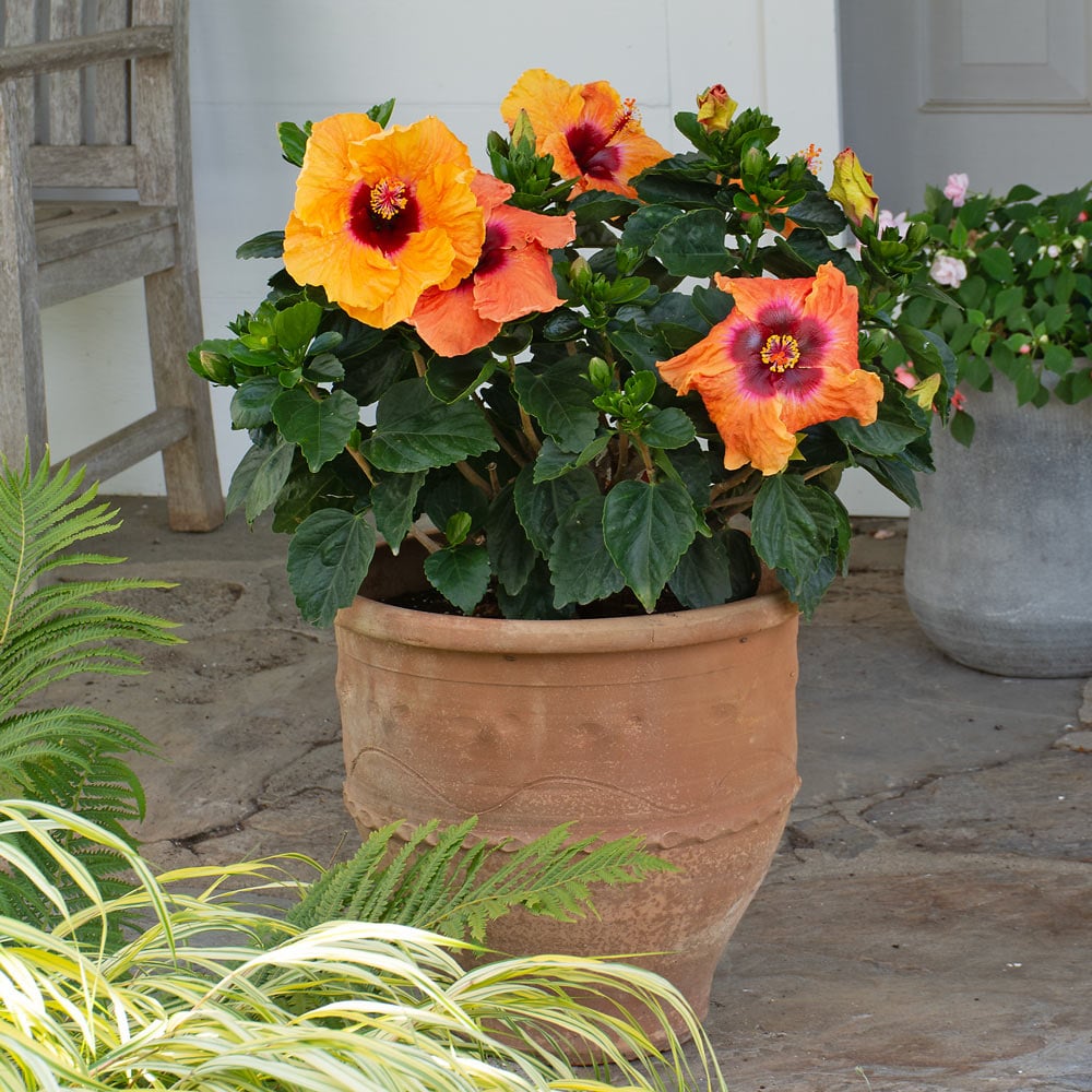 Tropical Hibiscus Hollywood® Disco Diva™