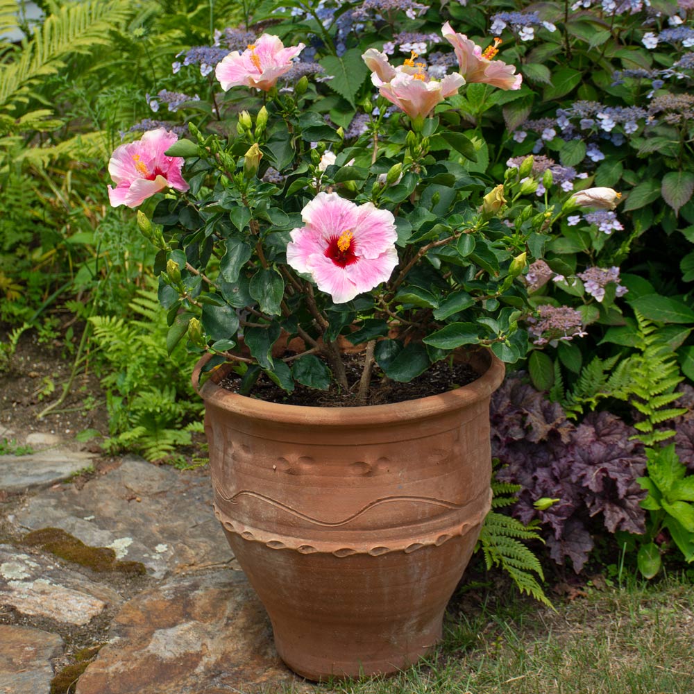 Tropical Hibiscus Hollywood® America's Sweetheart™, plant only