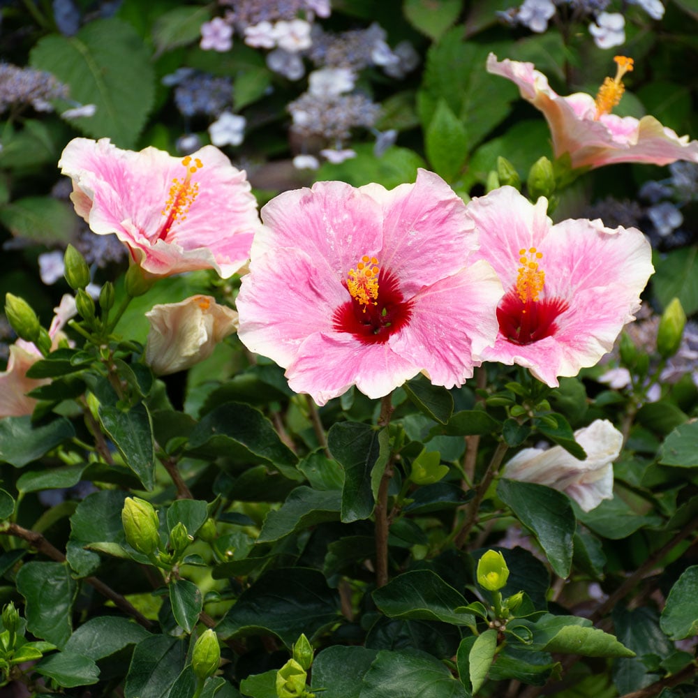 Tropical Hibiscus Hollywood® America's Sweetheart™