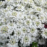  Iberis sempervirens 'Snowdrift'