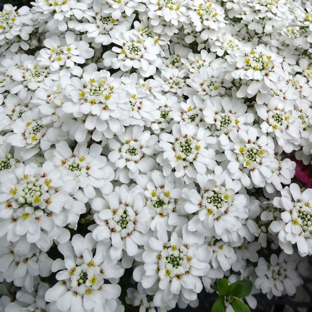 Iberis sempervirens 'Snowdrift'