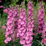  Delphinium Delgenius® Chantay