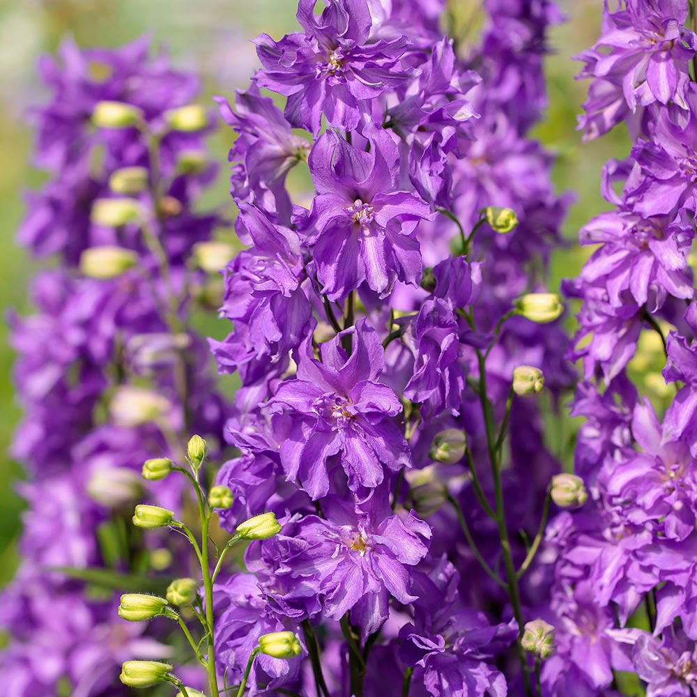 delphinium-delgenius-breezin-white-flower-farm