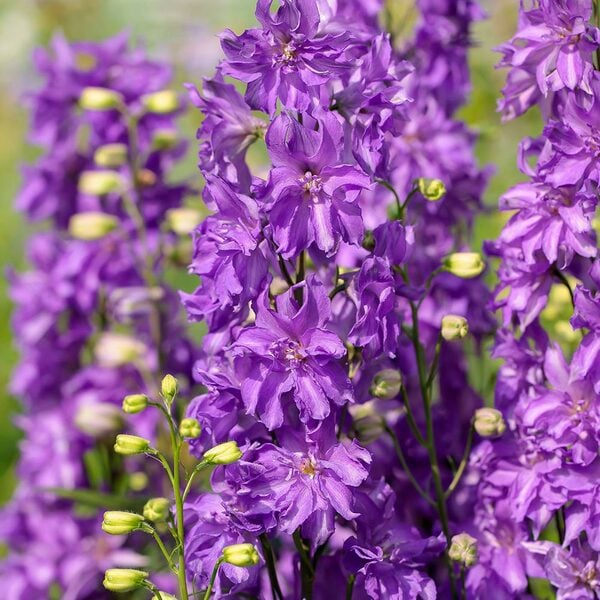 delphinium-delgenius-breezin-white-flower-farm