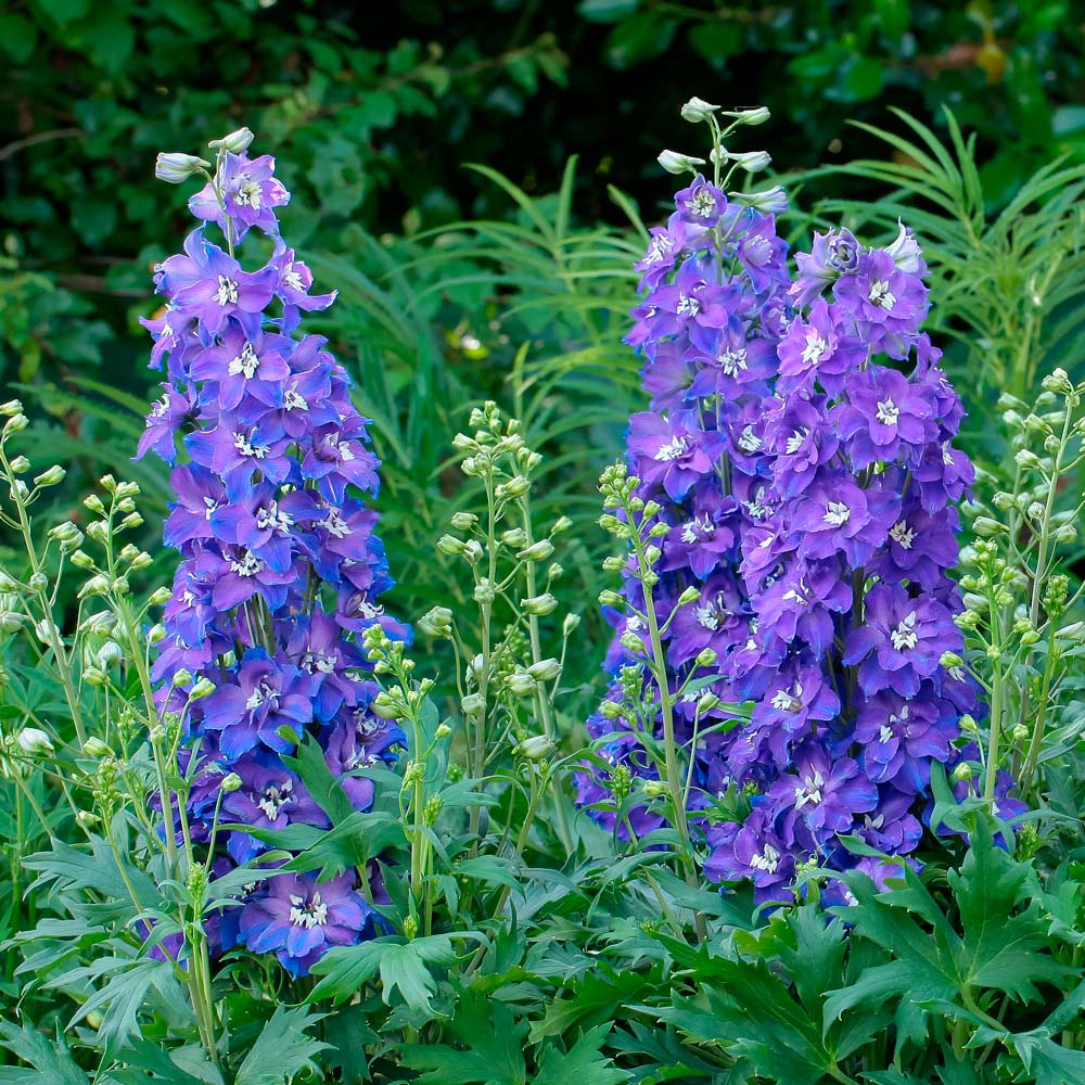 Delphinium Delgenius® Glitzy