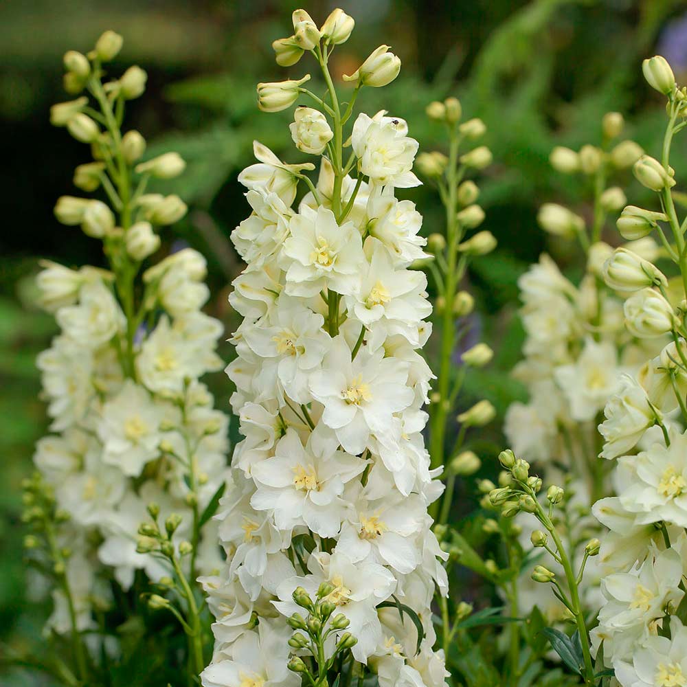 White delphinium shop