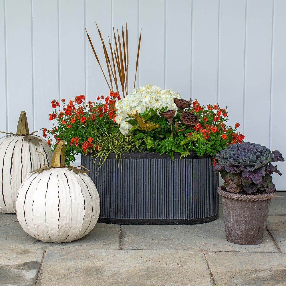 Frosty Pumpkin Fall Container Garden