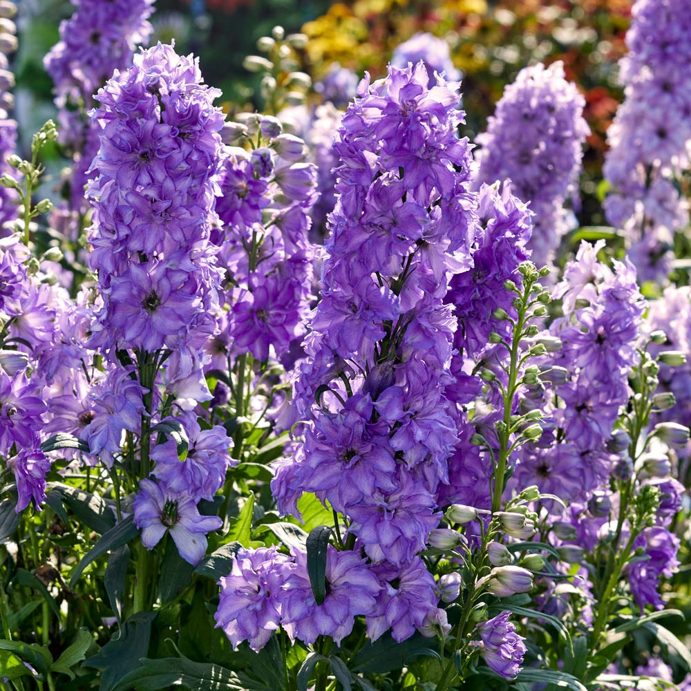 Delphinium Delgenius® Breezin