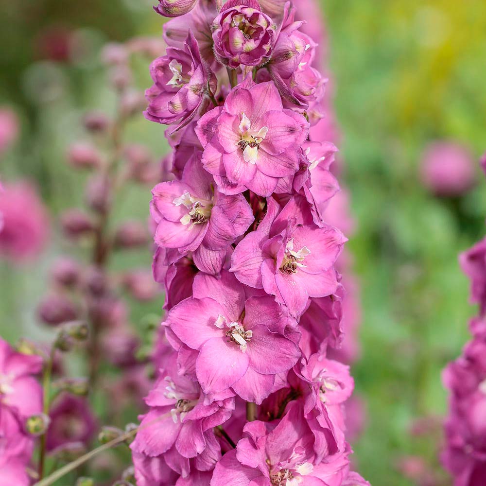 Delphinium Delgenius® Chantay | White Flower Farm